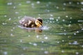 Young duckling swimming around a pond, water ripples, bokeh Royalty Free Stock Photo