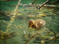 Young duckling swims in crystal clear water