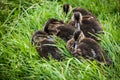 Young ducklings huddled together