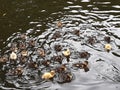 Young ducklings swimming in pond close up