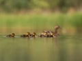 Young ducklings with their mother swimming on the water in green scenery Royalty Free Stock Photo