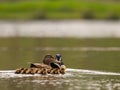 Young ducklings with their mother swimming on the water in green scenery Royalty Free Stock Photo