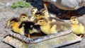 Young ducks of musk breed, Cairina moschata Royalty Free Stock Photo