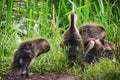 Young ducks near the city pond. Ducklings play in the grass. Birds living on lakes in the city Royalty Free Stock Photo