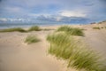 Young Dunes by the ocean