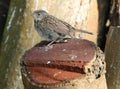 Young Dunnock