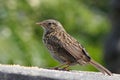 Young Dunnock Hedgesparrow