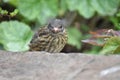 Dunnock or Hedge sparrow (Prunella modularis) - young bird