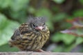 Dunnock or Hedge sparrow (Prunella modularis) - young bird