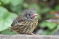 Dunnock or Hedge sparrow (Prunella modularis) - young bird