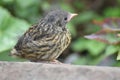 Dunnock or Hedge sparrow (Prunella modularis) - young bird