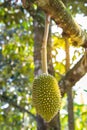 Young durian on the durain trees