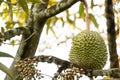 Young durian fruit surrounded by sharp thorns. Royalty Free Stock Photo