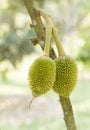 Young durian fruit
