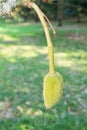 Young durian fruit on tree