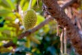 Young durian fruit at durian tree in garden Royalty Free Stock Photo