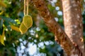 Young durian fruit at durian tree in garden Royalty Free Stock Photo