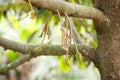 Young durian fruit on tree