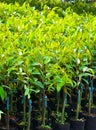 Young durian plants growing at the plantation