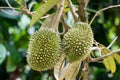 Young durian Royalty Free Stock Photo
