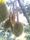 young durian