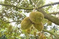 Young durians on tree in garden Royalty Free Stock Photo