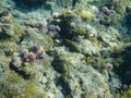 Young dusky grouper (Epinephelus marginatus) hiding among rocks at the seabed (Tenerife, Spain) Royalty Free Stock Photo