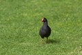 Young Dusky Moorhen bird with yellow-tipped red bill walking on