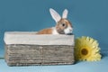Young mini-lop rabbit in basket Royalty Free Stock Photo