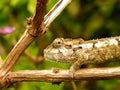 Young Dwarf Chameleon Royalty Free Stock Photo