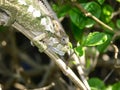 Young Dwarf Chameleon waiting for insects