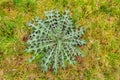 Young dwarf thistle between yellowed grass at the end of the win Royalty Free Stock Photo