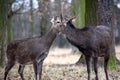 Young Dybowskii Deer Couple in the Forest Winter Royalty Free Stock Photo