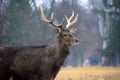 Young Dybowskii Deer in Winter Head Close Up Royalty Free Stock Photo