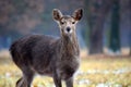 Young Dybowskii Female Deer in the Forest Winter Royalty Free Stock Photo