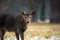 Young Dybowskii Female Deer in the Forest Winter Royalty Free Stock Photo