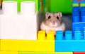 Young dzungarian hamster in the clorful toy cubs Royalty Free Stock Photo