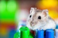 Young dzungarian hamster in the colorful toy cubs Royalty Free Stock Photo
