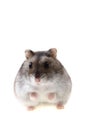 Young dzungarian hamster Royalty Free Stock Photo