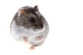 Young dzungarian hamster Royalty Free Stock Photo