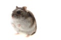 Young dzungarian hamster Royalty Free Stock Photo