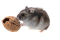 Young dzungarian hamster and walnut Royalty Free Stock Photo
