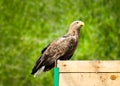Young eagle Royalty Free Stock Photo