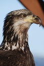 Young Eagle Royalty Free Stock Photo
