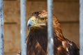 Young eagle behind bars at the zoo Royalty Free Stock Photo