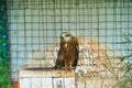 Young eagle behind bars at the zoo Royalty Free Stock Photo