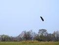 Young eagle birds flying near river, Lithuania