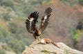 young eagle feeds on a fox Royalty Free Stock Photo