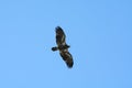 Young Eagle Royalty Free Stock Photo