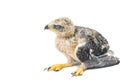 Young eagle Royalty Free Stock Photo
